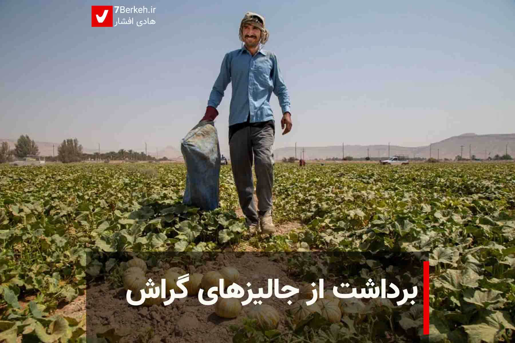 7Berkeh گزارش تصویری: فصل برداشت از جالیز