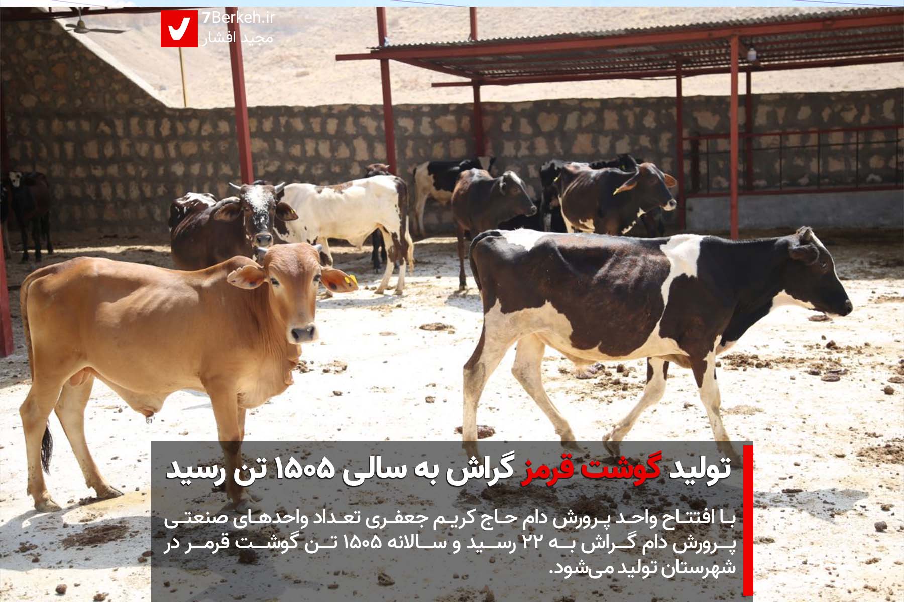 Gavdari 01 تولید گوشت قرمز در گراش به سالی ۱۵۰۵ تن رسید