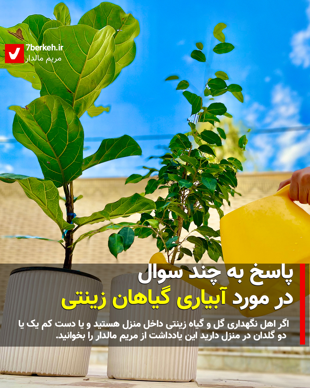 پاسخ به چند سوال در مورد آبیاری گیاهان زینتی