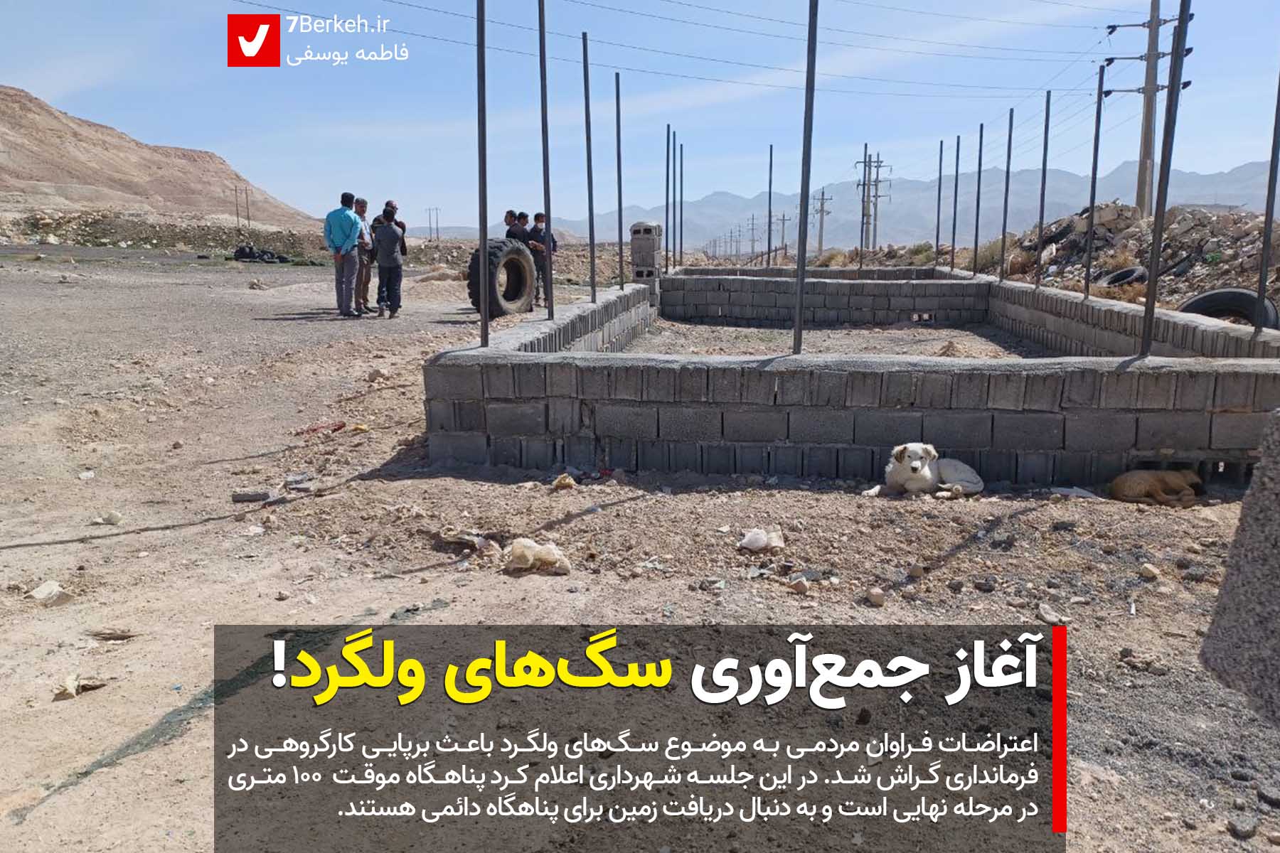 Sag آغاز جمعآوری سگهای ولگرد: این بار نتیجه میدهد؟