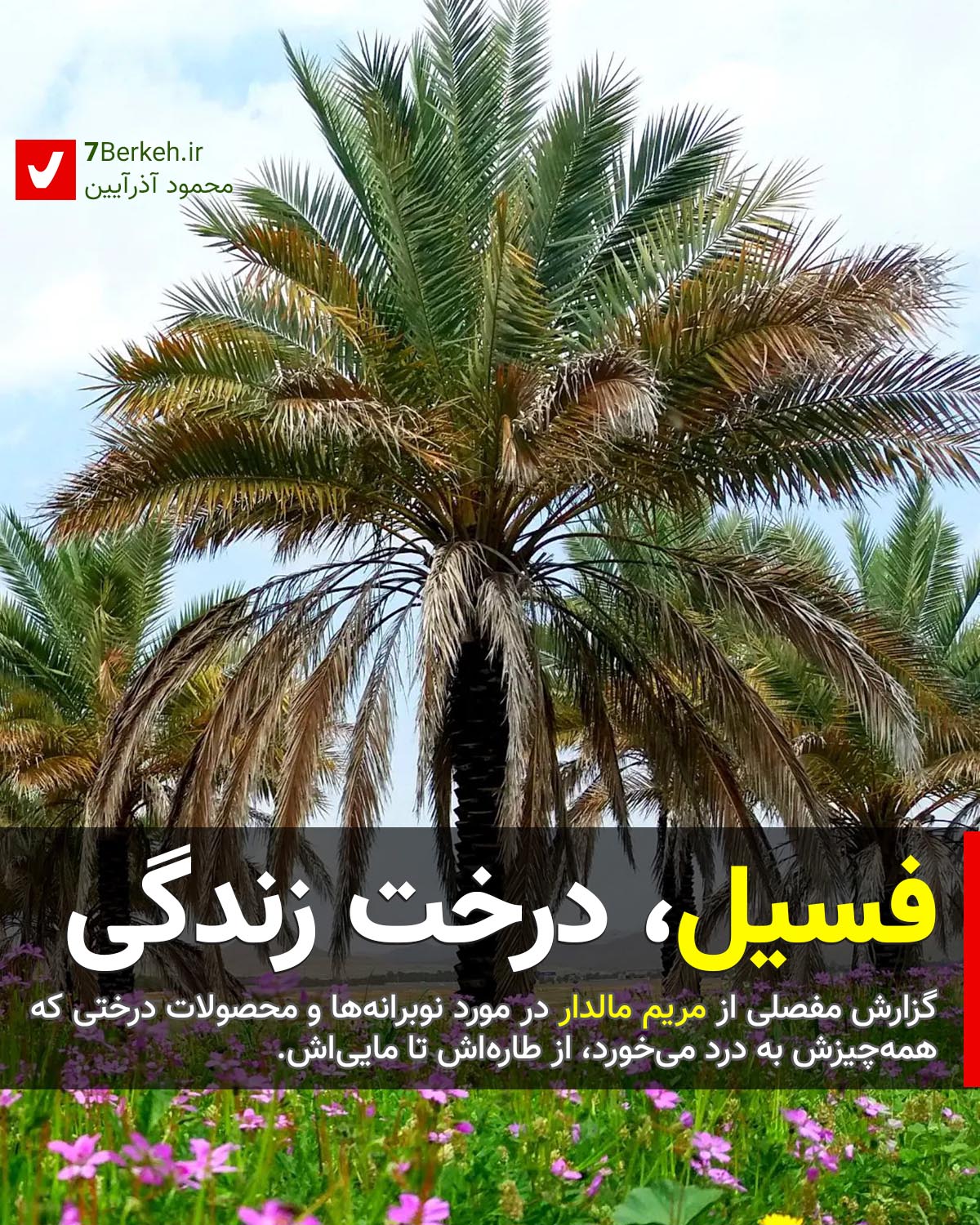 140206 Fasil Nakhl 1