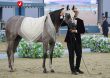 14020922 Asb Arabi Qatar 11