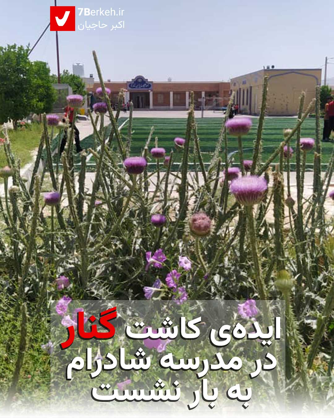 ایده‌ی کاشت گنار در مدرسه شادرام به بار نشست