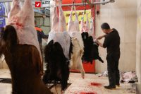 Gosht Koshtargah 11