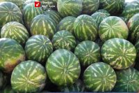 Hendavaneh Jaliz Tabestan 12