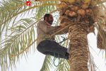 Khorma Fasil 9