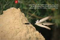 14040710 Sahrow 10 Dart 2