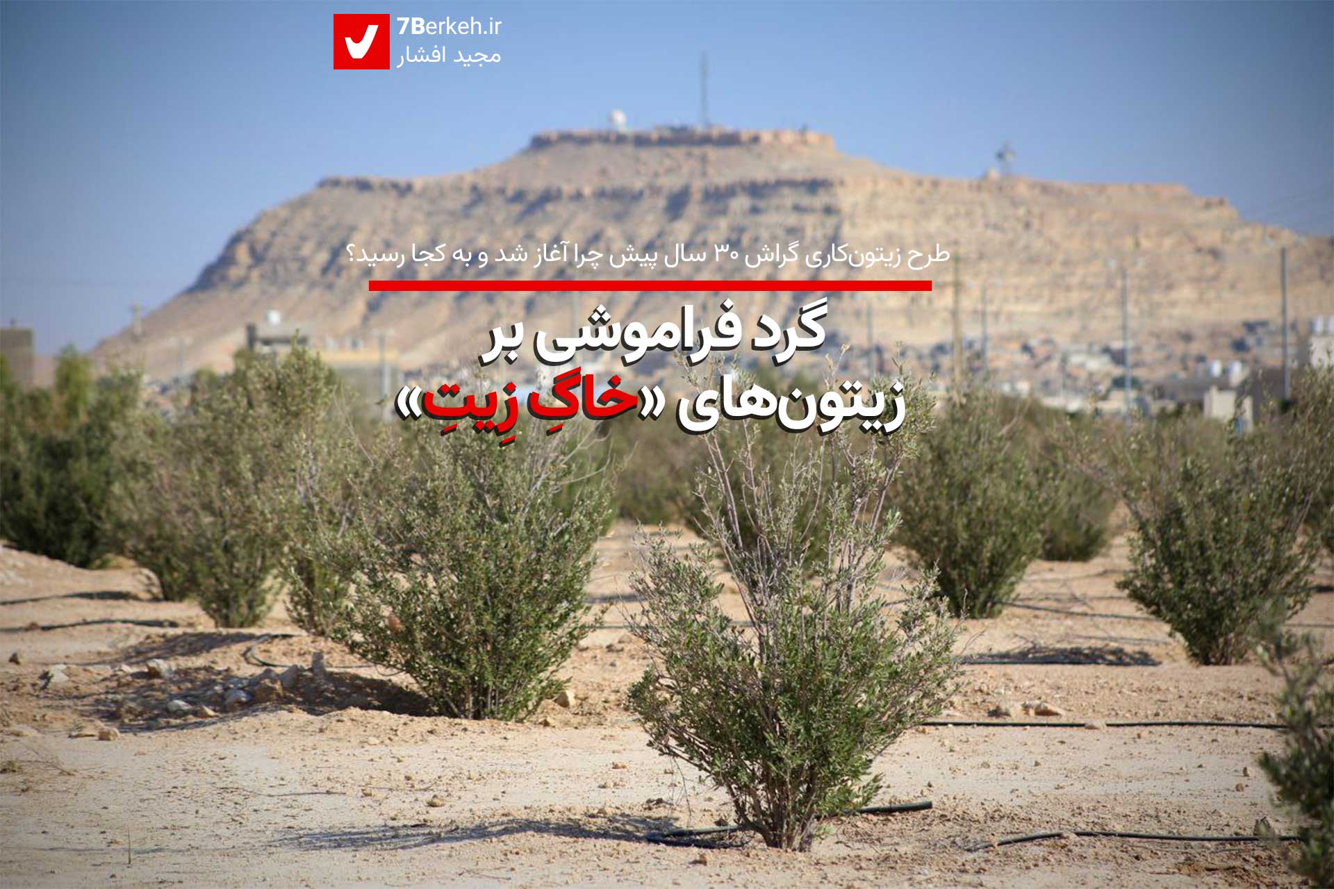 گرد فراموشی بر زیتون‌های «خاگِ‌زِیتِ»